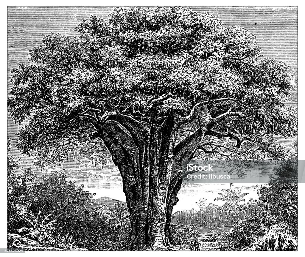 Antique engraving illustration: Baobab Large stock illustration