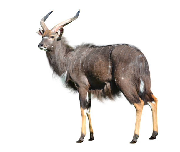 istock Male Nyala antelope 696326288