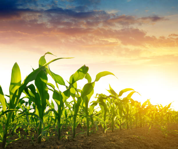 Green corn field Green corn field in the sunset. corn crop stock pictures, royalty-free photos & images