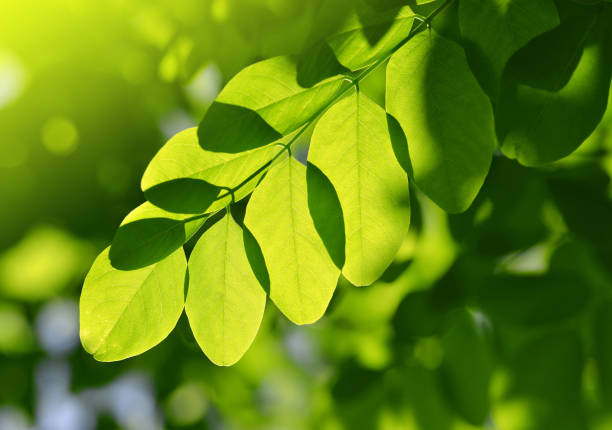 Fresh green spring leaf of Acacia or Black Locust.