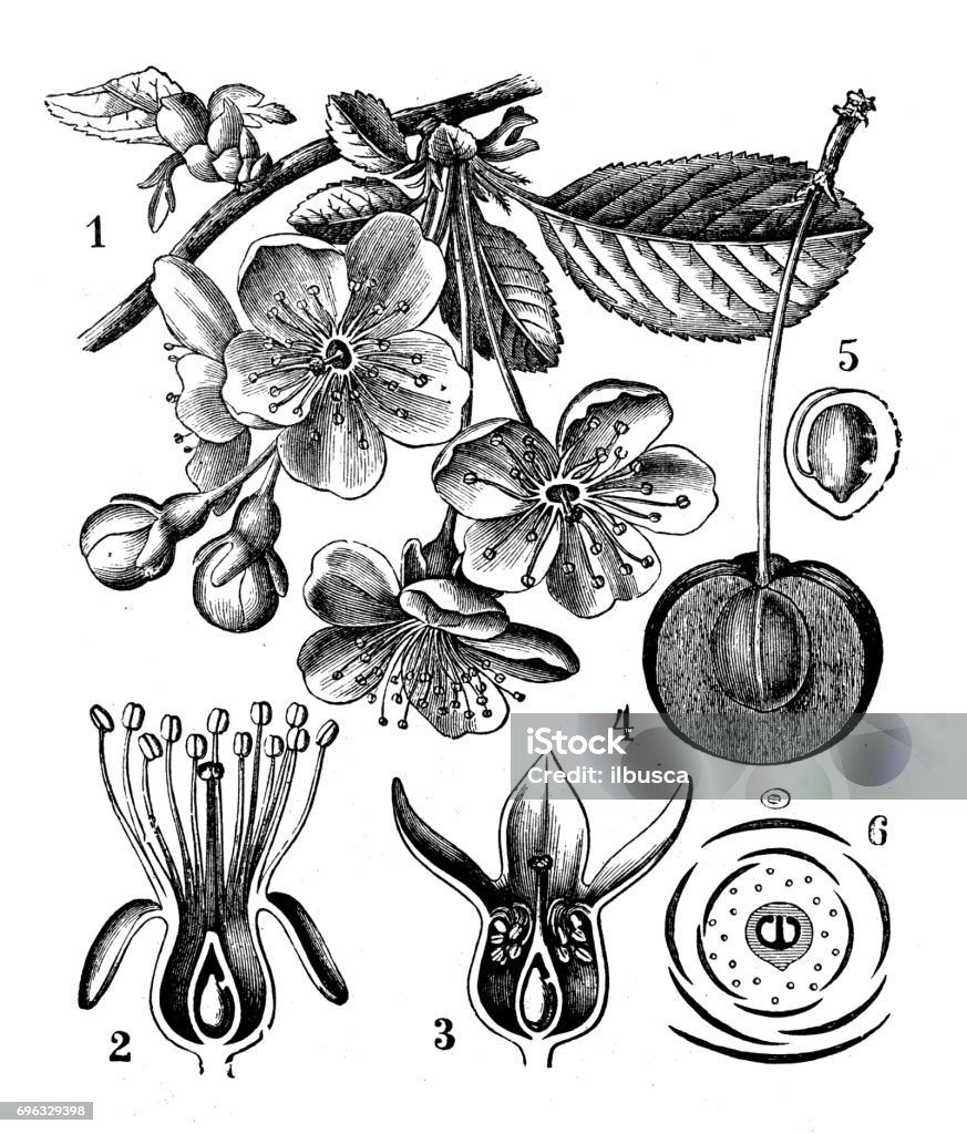 Antique engraving illustration: Cherry (Prunus Cerasus) Drawing - Art Product stock illustration