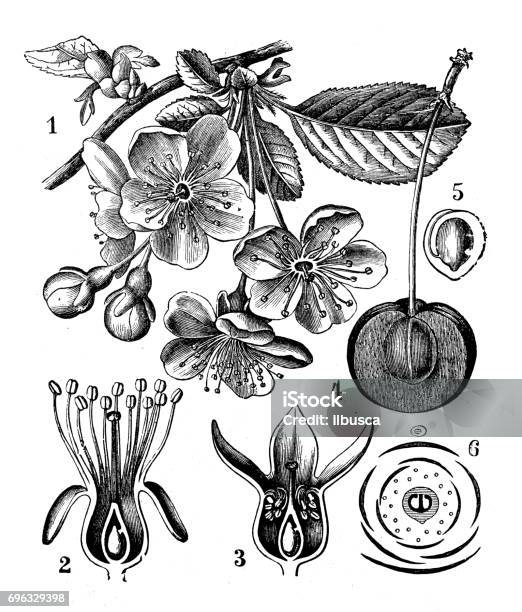 Antique Engraving Illustration Cherry Stock Illustration - Download Image Now