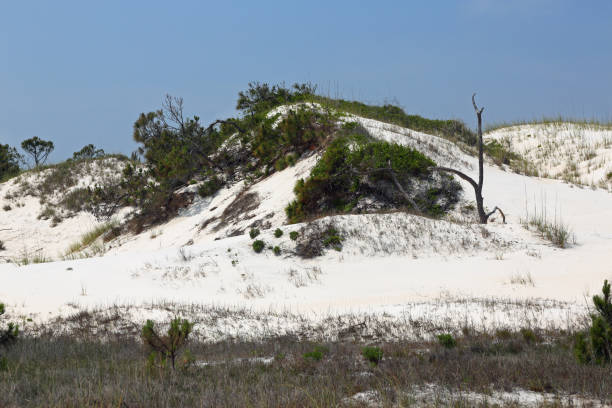 istock Pine trees and shrubs growing on a mature sand dune 696330188