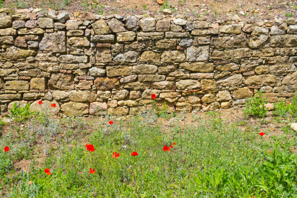 Common poppy flower and stone wall in Santiago do Cacem, Alentejo, Portugal