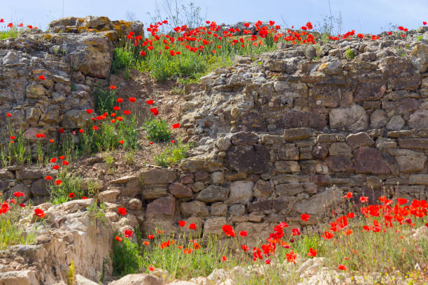 istock Common poppy flower and stone wall 696333320