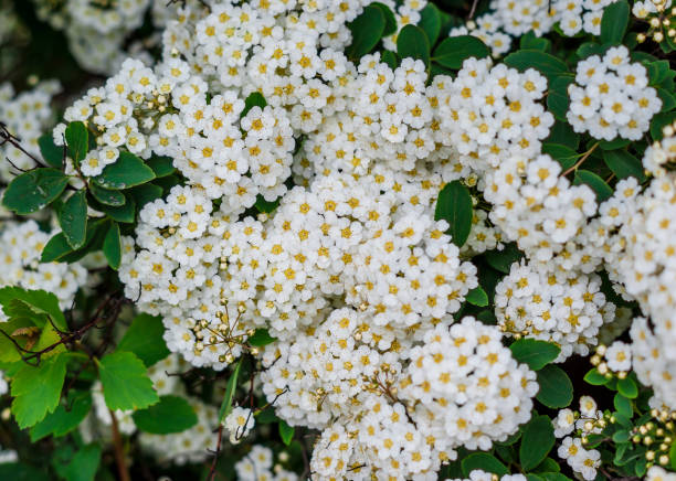 istock Small white flowers on the bushes. Spiraea 696333334