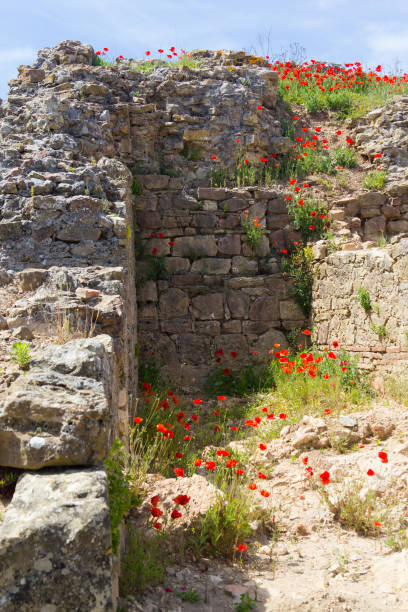 istock Common poppy flower and stone wall 696333394