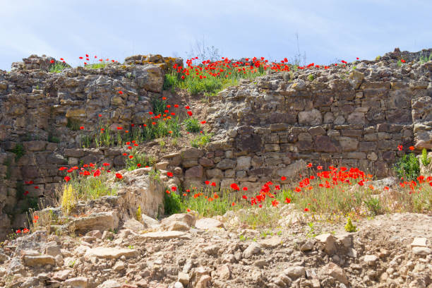 istock Common poppy flower and stone wall 696333458