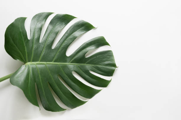 istock Single leaf of Monstera plant on white background. Close up, isolated with copy space 696333714
