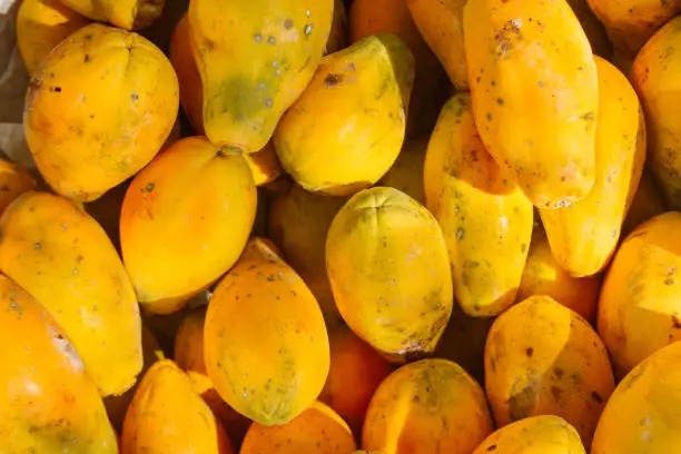 Pile of yellow papayas stacked in a fruit shop