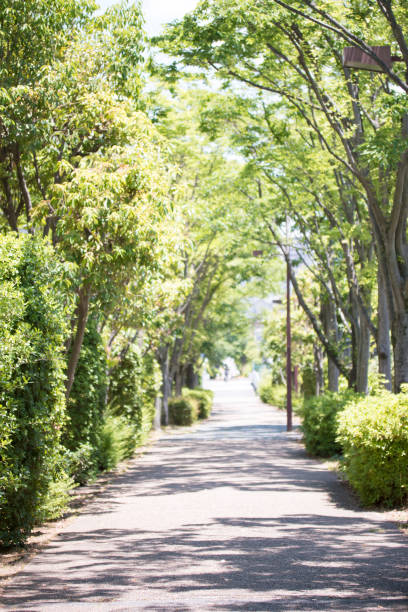Fresh green tree lined pathway.out of focus