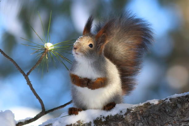 istock Sciurus vulgaris. Red squirrel in winter on the branches of a cedar 696336900
