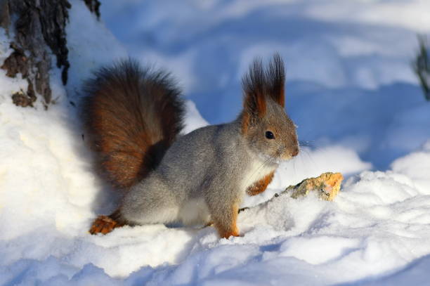 istock Sciurus vulgaris. Red squirrel on a frosty Sunny day 696337052