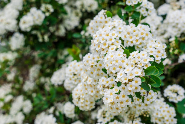 istock Small white flowers on the bushes. Spiraea 696337072