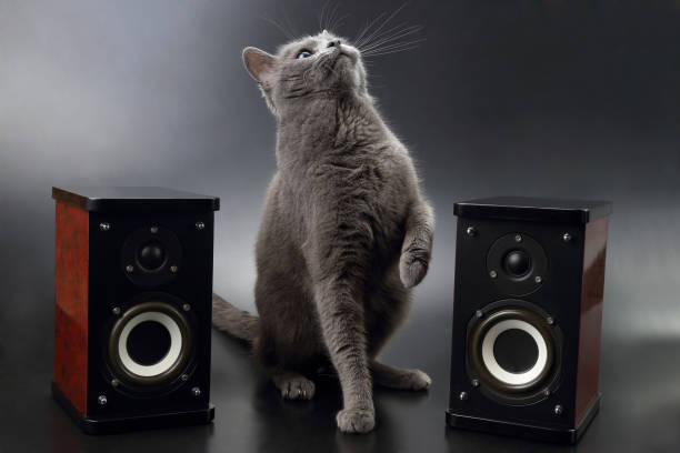 istock grey cat sitting with two stereo audio speakers 696337826