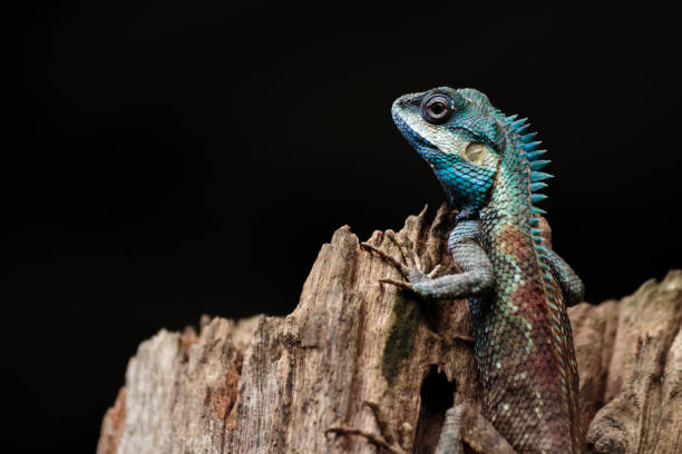 istock a close up shot of a blue lizard (lacerta viridis) 696337976