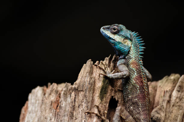 istock a close up shot of a blue lizard (lacerta viridis) 696337982