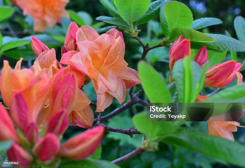 Azalée en couleur orange douce - Photo de Arbre en fleurs libre de droits