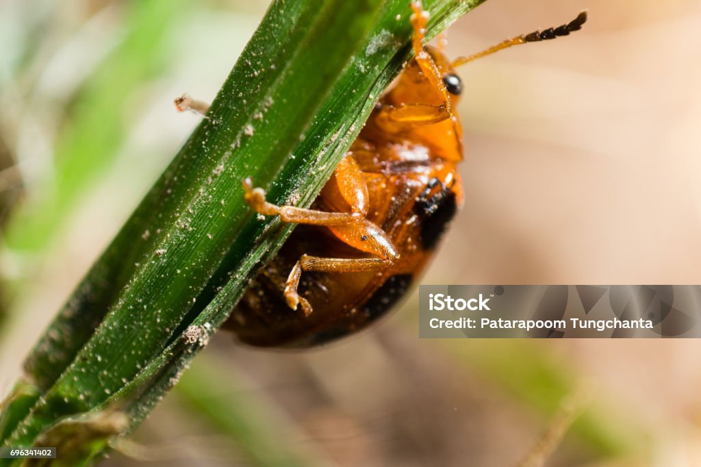 Ladybug Insect Small A Tiny Ladybug Stock Photo - Download Image Now - Animal Wildlife ...