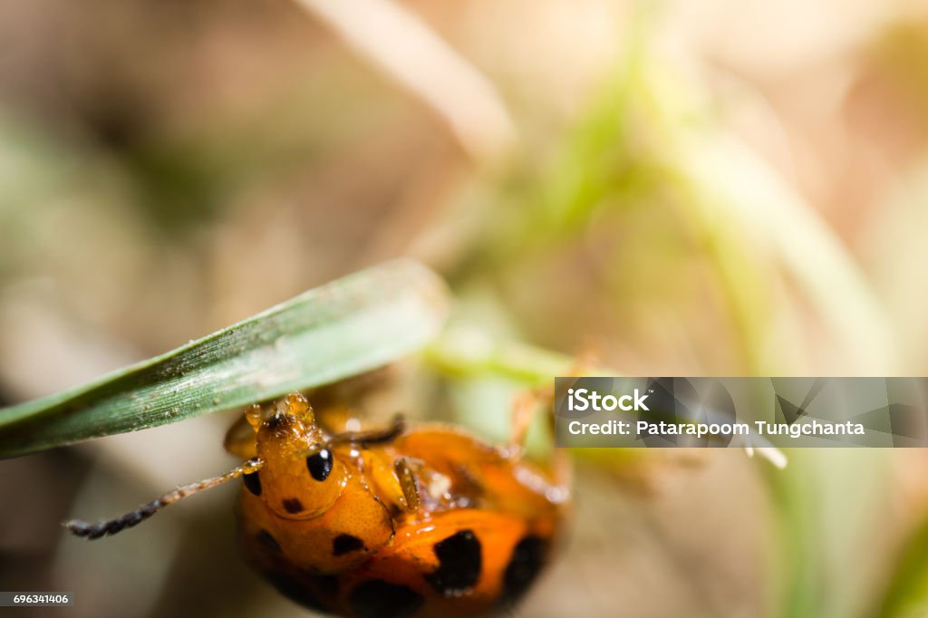 Ladybug Insect Small A Tiny Ladybug Stock Photo - Download Image Now - Animal Wildlife ...