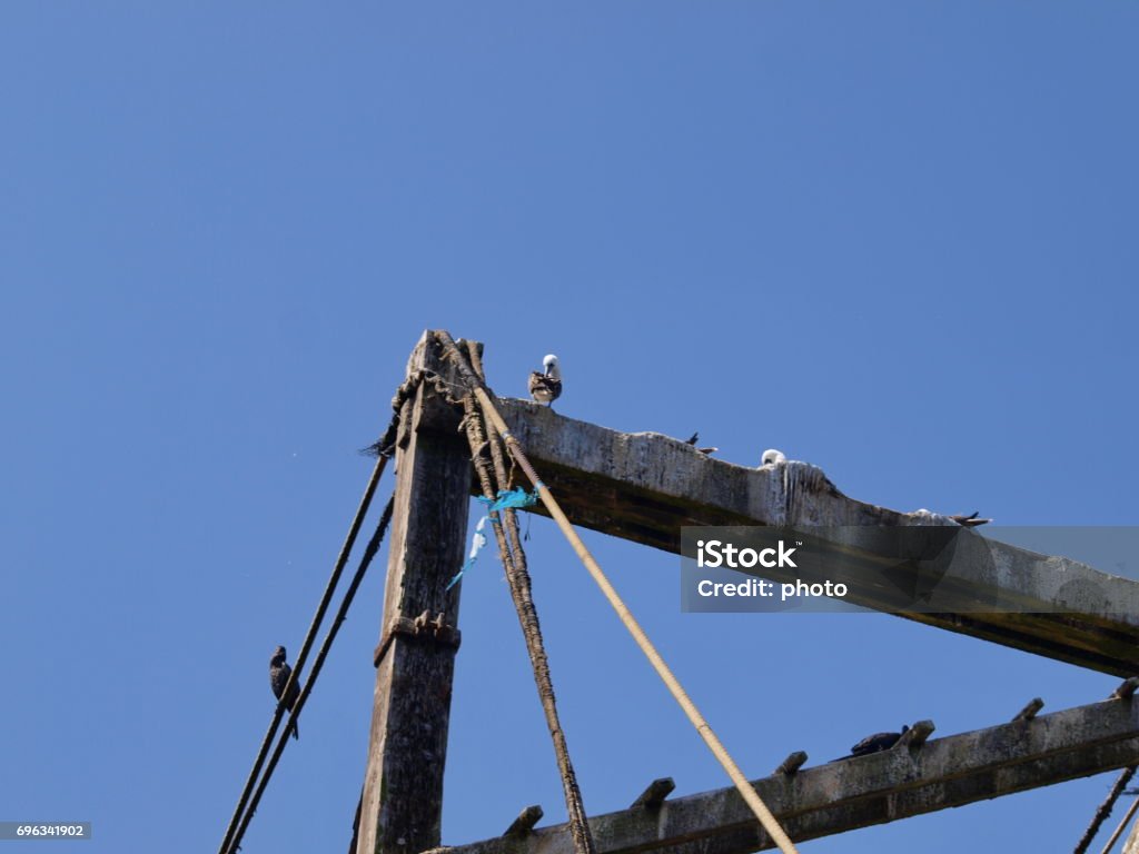 Peruvian Crossbow Crossbow Islands Peru Stock Photo - Download Image Now - Animal, Animal ...