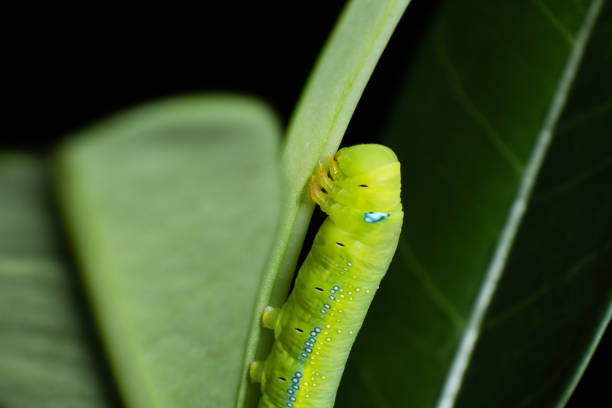 istock A macro shot of a Butterfly Caterpillar 696341950