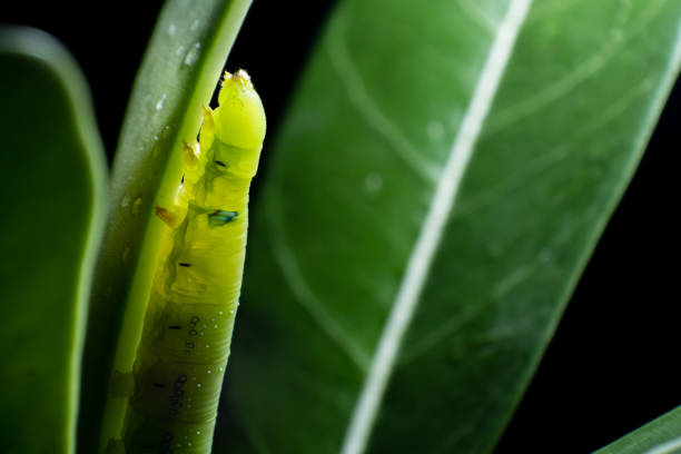 istock A macro shot of a Butterfly Caterpillar 696342066