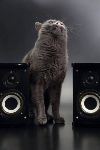 istock gray cat with open mouth singing with two stereo audio speakers 696345968