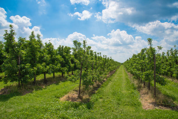 rows of apple trees on orchard under beautiful blue summer sky with cumulus clouds