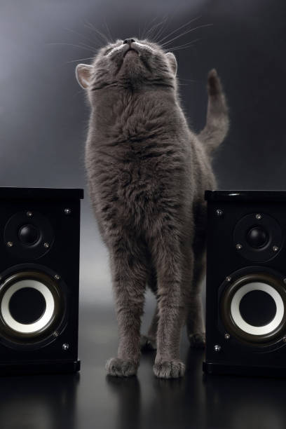 istock grey cat sitting with two stereo audio speakers 696349898