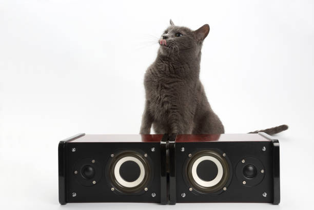 istock grey cat sitting with two stereo audio speakers on white background 696350168