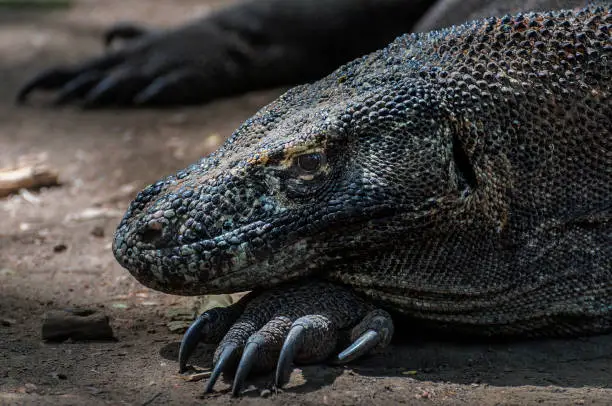 komodo dragon of Komodo National park