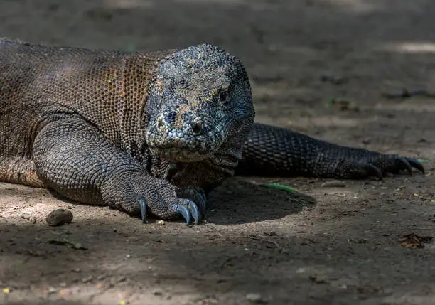 komodo dragon of Komodo National park