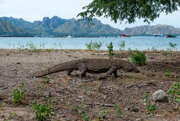 komodo dragon of Komodo National park