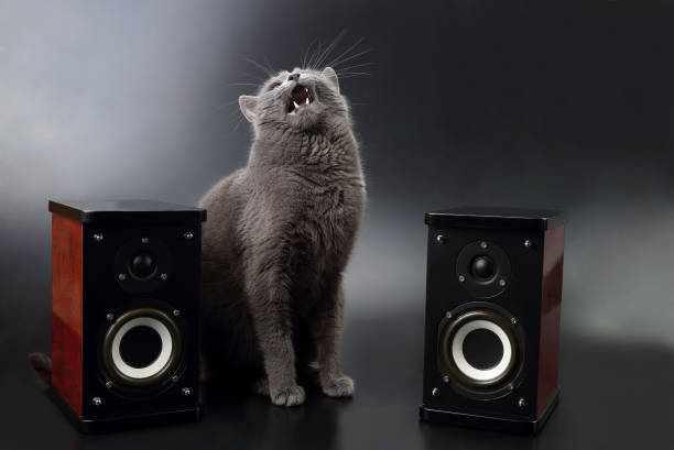 istock gray cat with open mouth singing with two stereo audio speakers 696354954