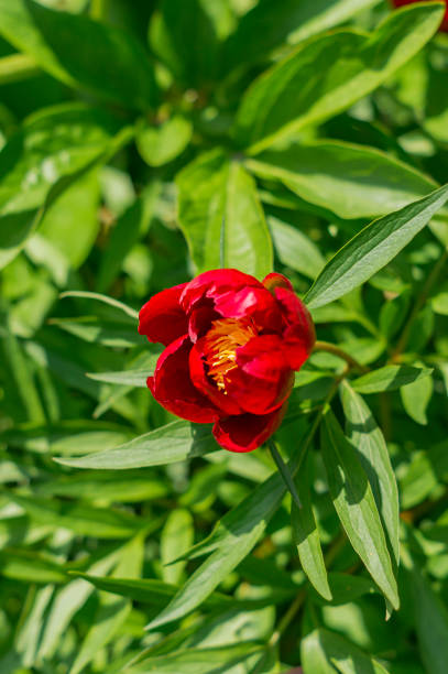 istock Red peony flower on green background. 696357516