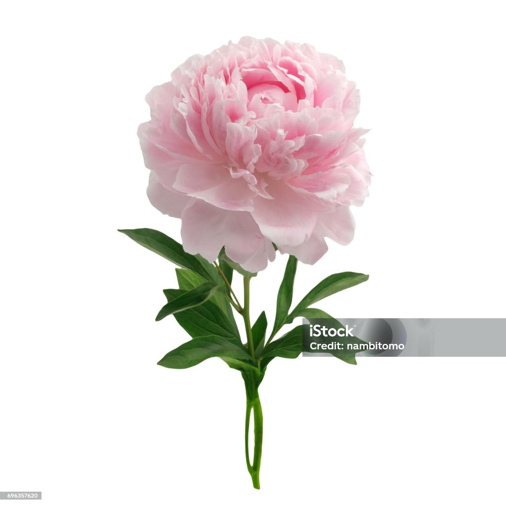 Peônia rosa isolada no fundo branco - Foto de stock de Peônia royalty-free