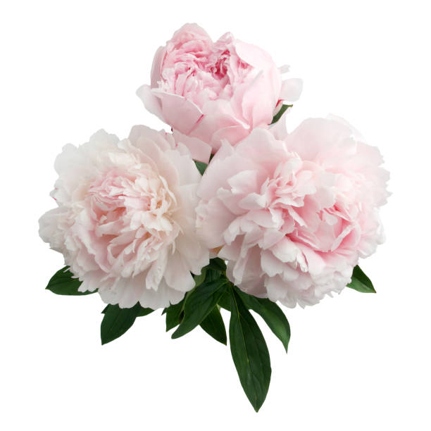 istock Pink peony flower isolated on white background 696357888