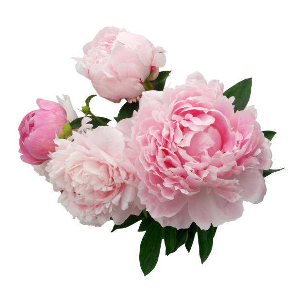 różowy kwiat piwonii wyizolowany na białym tle - isolated flower close up cut flowers zdjęcia i obrazy z banku zdjęć