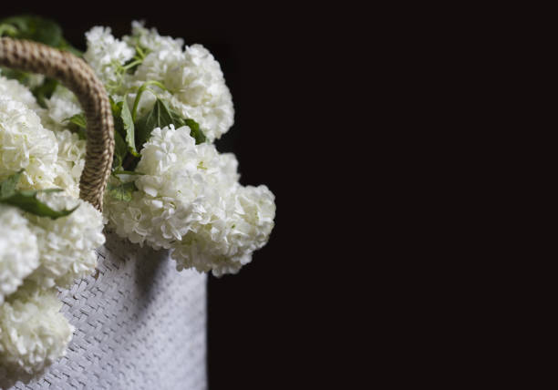 side view closeup of wicker bag with knitted handles full of white snowball flowers on dark black background in natural light copyspace on the right