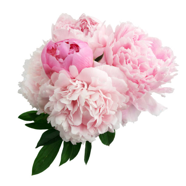 istock Pink peony flower isolated on white background 696360722