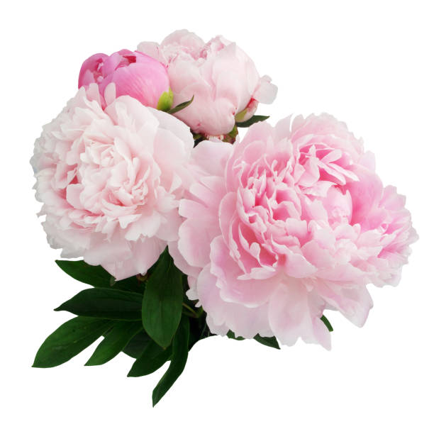 istock Pink peony flower isolated on white background 696361030