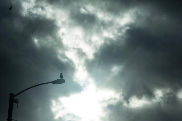 istock Street Light Bird Silhouette 696361258