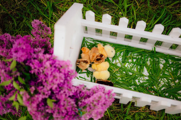 kleine gelbe hühner in einem weißen hölzernen paddock - baby chicken eggs young bird easter stock-fotos und bilder