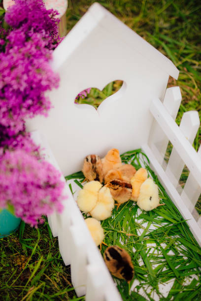 kleine gelbe hühner in einem weißen hölzernen paddock - baby chicken eggs young bird easter stock-fotos und bilder