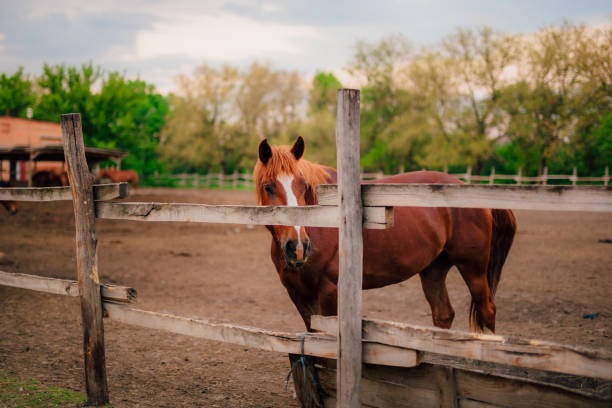due cavalli in un paddock durante l'estate - livestock horse bay animal foto e immagini stock