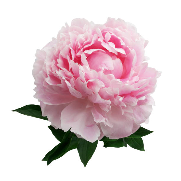 istock Pink peony isolated on white background 696361552