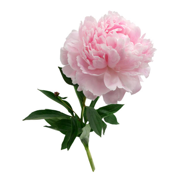 istock Pink peony isolated on white background 696361620