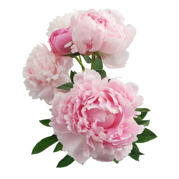 istock Pink peony flower isolated on white background 696363814