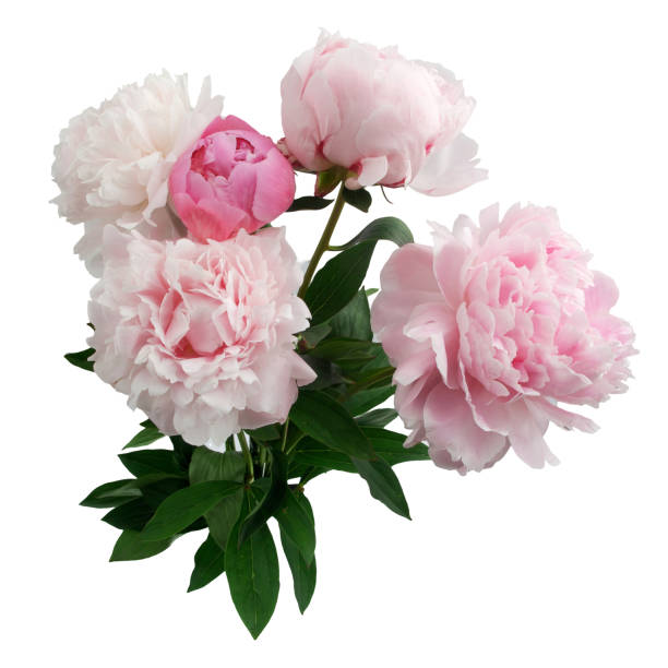 istock Pink peony flower isolated on white background 696363882